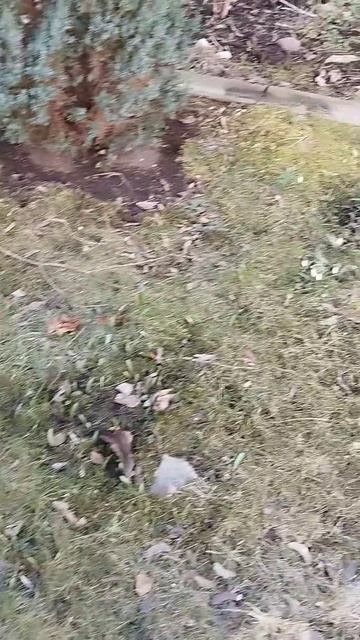 Подснежники возле дома смотреть онлайн