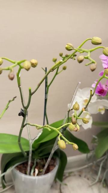 Срочно НАЛЕЙТЕ в ЦВЕТЫ, чтобы листики не желтели, цвет? смотреть онлайн