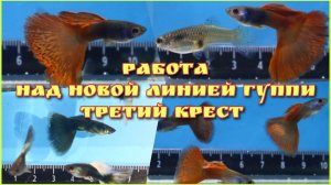 РАБОТА НАД НОВОЙ ЛИНИЕЙ ГУППИ. ЭПИЗОД 3. ПОТОМСТВО F2 и ТРЕТИЙ КРЕСТ.