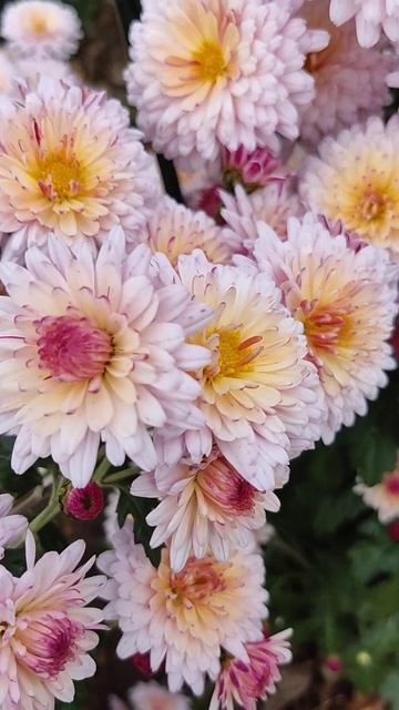 Парад хризантем 2023 года в Никитском ботаническом саду смотреть онлайн