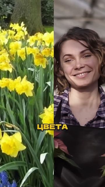 Цвет в Саду Влияет на Вас Сильнее Чем Вы Думаете 🌺 смотреть онлайн