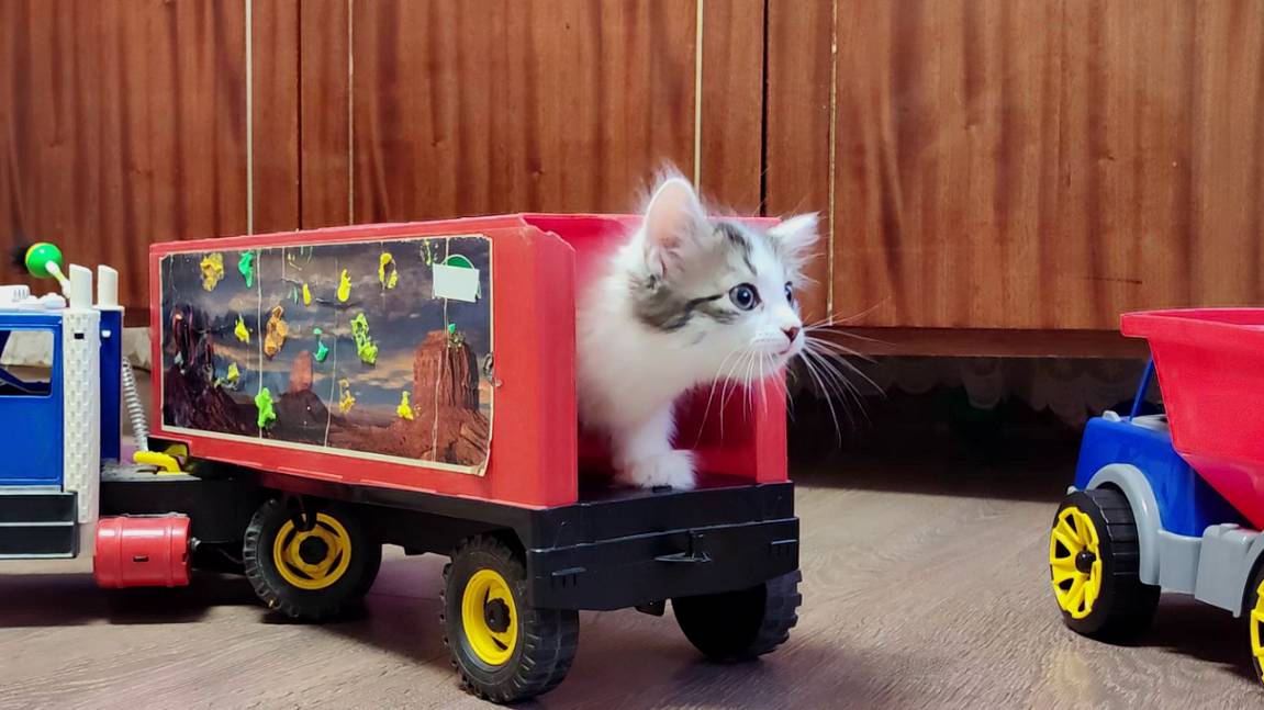 Эй, кошка, оставь нашу маму-кошку в покое. Мама-кошка и ее котята. смотреть онлайн