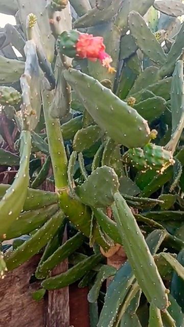 Злой кактус. #парагвай #paraguay #аргентина #эмиграция #южн? смотреть онлайн