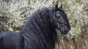 Породы Лошадей: Интересные факты про породы лошадей