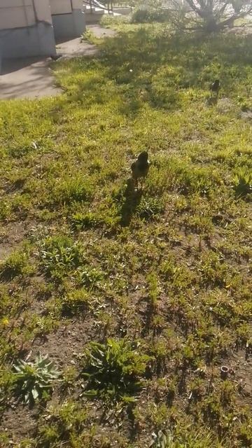 Ворона едва не лишает голубя жизни \ Crow nearly kills a pigeon for di смотреть онлайн