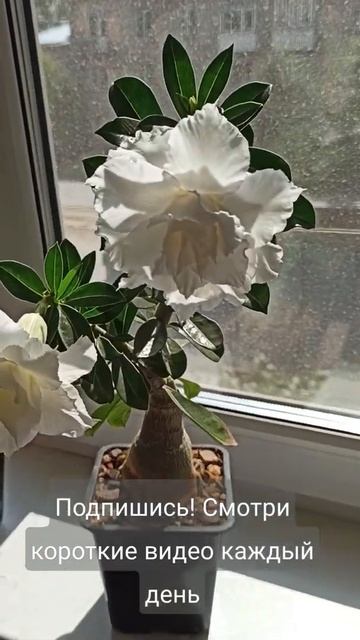 Адениум привитый сортовой White Dolphin grafted adenium desert rose смотреть онлайн