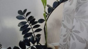 Замиокулькас Равен. История.Уход.