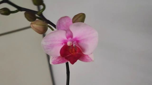 #83 ОрхоVLOG Расцвели мои Smoky Pink. Цветение незнакомок с му? смотреть онлайн