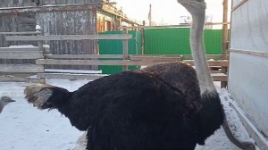 Содержание страусов в домашних условиях