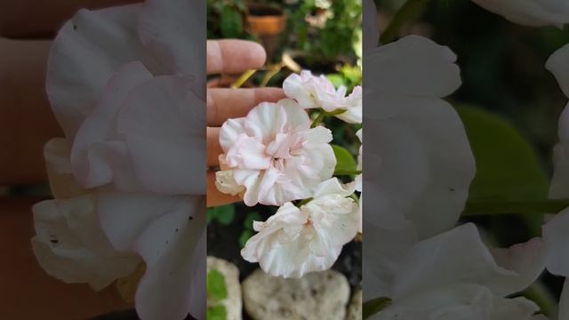 Пеларгония Софи Эмма "Sophie Emma" | Pelargonium #pelargonium #пеларгони смотреть онлайн
