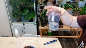 Алоказия лонгилоба кобра вариегатная💚 неожиданный "?