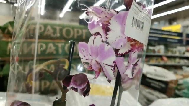 2 ОРХИДЕИ в одной:КУПИТЬ или НЕТ? КАМЕННАЯ Роза и МЕДЖИ? смотреть онлайн