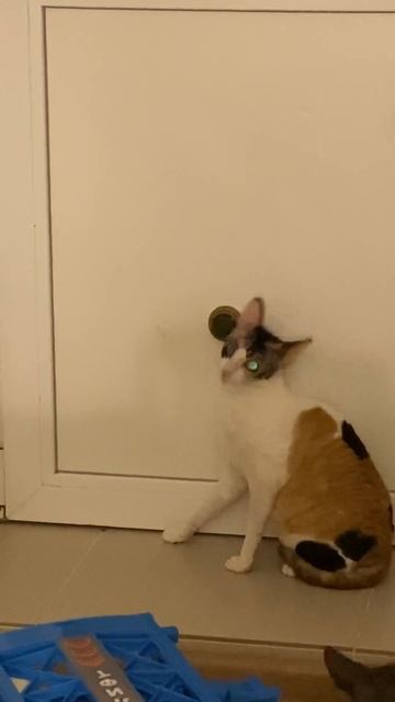 Кошачья мята продаётся на вайлдберис смотреть онлайн