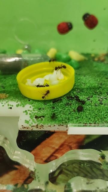 Муравьи Жнецы едят белок #муравьи #формикарий смотреть онлайн