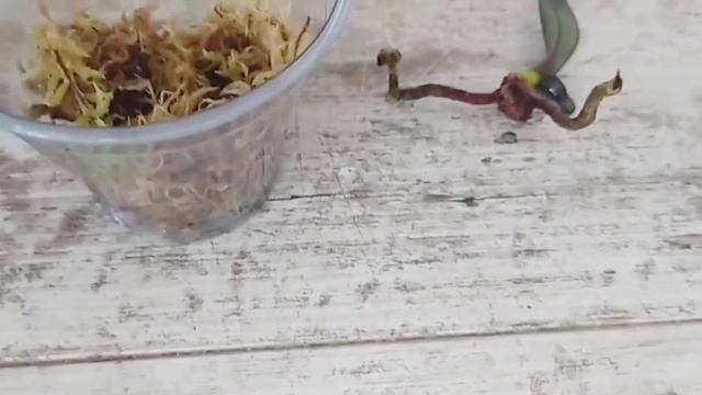 ОРХИДЕЯ ФАЛЕНОПСИС БЕЗ ЛИСТЬЕВ* РЕАНИМАЦИЯ смотреть онлайн