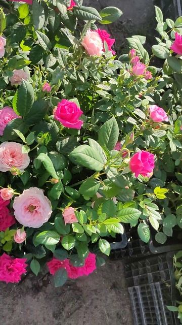 гвоздика, фуксия, остеоспермум, розы, лобелия 2024