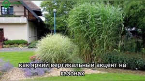 Мискантус Гигантский - декоративный злак для вашего с?