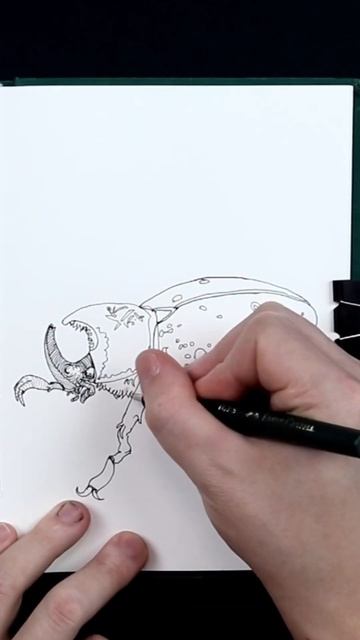 Скетч жука-носорога #онлайнобучение #скетчинг #рисованиеонлайн #рисование #арт #shortvideo смотреть онлайн