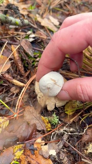 Звездовик сводчатый 🌟🔭 Geastrum fornicatum. Mushrooms. Fungi. Грибы э смотреть онлайн
