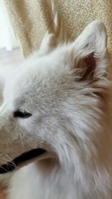 У меня есть собака. смотреть онлайн