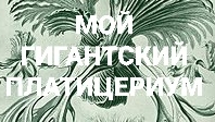 Мой Гигантский Платицериум