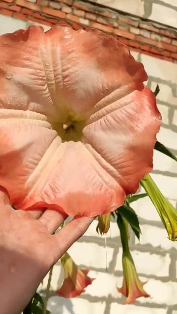 #микроцитрус #бругмансия #гуаява #экзотика #растениявк смотреть онлайн