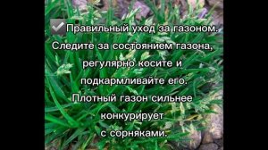 Мятлик однолетний и как от него избавиться