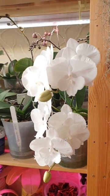 белый биг лип -это любовь навсегда #природа #релакс #orchi смотреть онлайн