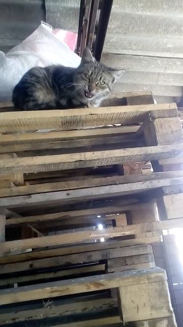 Вася скажи мяу! смотреть онлайн