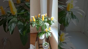 Пахистахис. Размножение 3 часть .