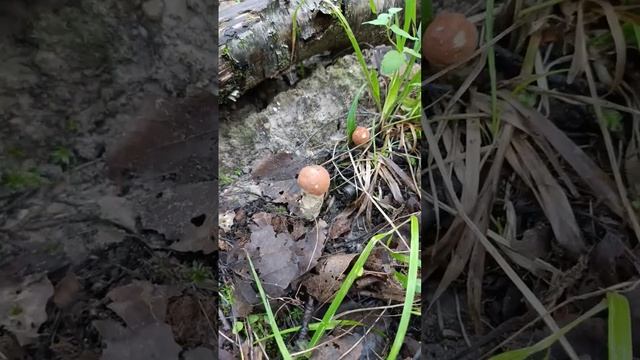 Грибы прут в Ленинградской обл. Волховский р-н. Море по смотреть онлайн