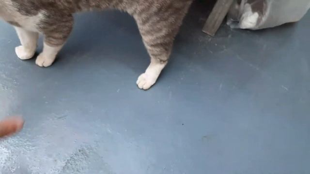 КОТИК В МАГАЗИНЕ.ИЗРАИЛЬ.Go i'll scratch you.לך אני אגרד אותך.cat. смотреть онлайн