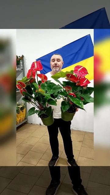 Антуриум Андрэ Мадурал! Цена 550 гривен! Бронь в лс, или смотреть онлайн
