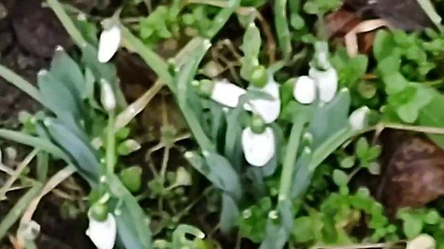 Подснежники и мама Лёлика смотреть онлайн