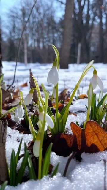 Первые подснежники появились в Алматы смотреть онлайн