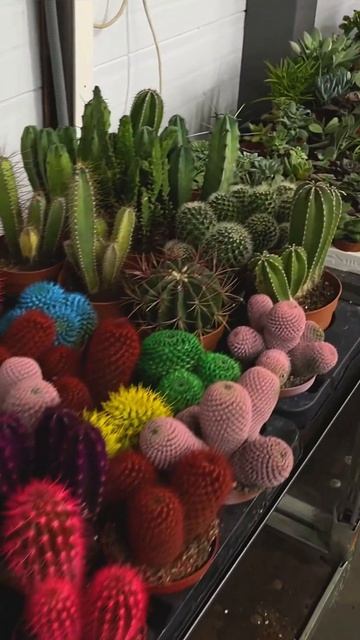 #флорариум #растения #flowers #terrarium #суккуленты #кактус #home смотреть онлайн