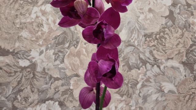 New! Phal. Stellenbosch peloric🌸🌸🌸Стелленбош Пелорик Орхидея смотреть онлайн