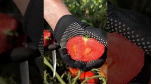 Томат "Олюшка" от Агрофирмы "Сибирский Сад"  #огород #да?