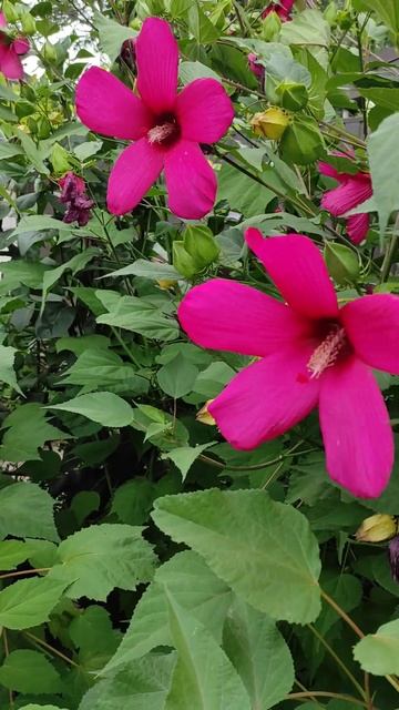 Шикарный клематис #цветок#клематис смотреть онлайн