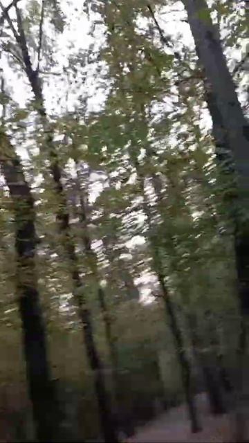 Autumn #video #trees #sky #leaves #nature #природа #прогулка #осень #парк # смотреть онлайн