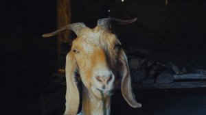Goat sound 😂😂😂 / goat scream!!! Звук кози 😂😂😂 / крик козла