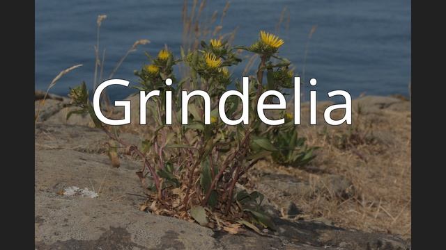 Grindelia смотреть онлайн