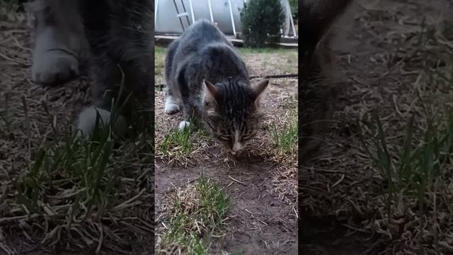 Лапа ест рыбу смотреть онлайн