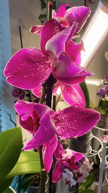 Fantastic Phalaenopsis Binti 🤩 Orchids 💗 Орхидея фаленопсис Бинти тю? смотреть онлайн
