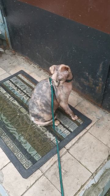 Скажи мяу! смотреть онлайн