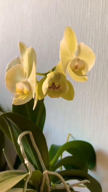 Орхидея Фаленопсис цветет 😍 #orhidee #orhideja #falenopsis #орхиде? смотреть онлайн