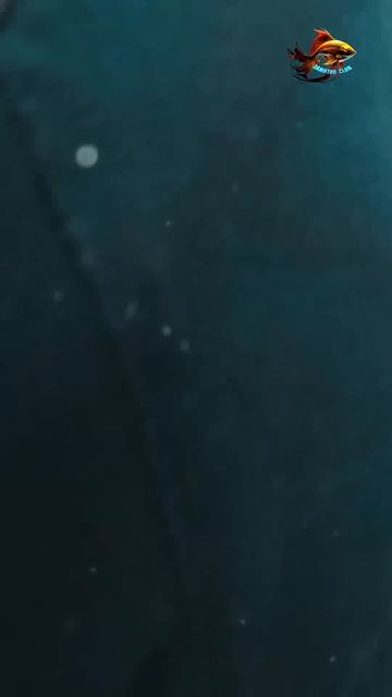 Огромная самка осетра перед метанием икры Рыбалка Выр смотреть онлайн