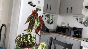 Черенкуем Бегонию макулата