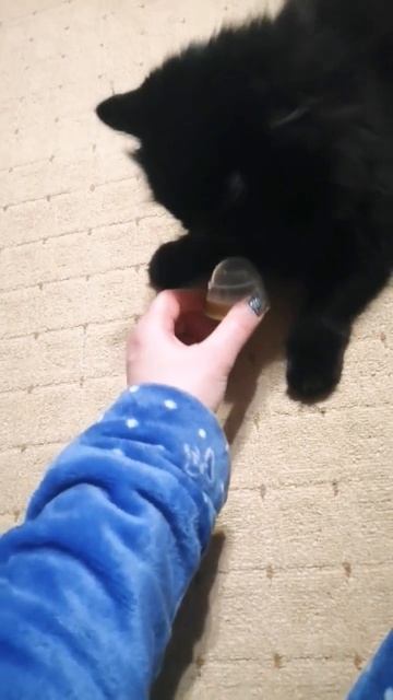 Папа принёс кошачью мяту😁 смотреть онлайн