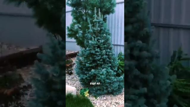В преддверии чуда... Пихта Субальпийская Компакта (Abies L